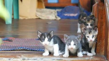 kitten kat zittend op houten vloer video