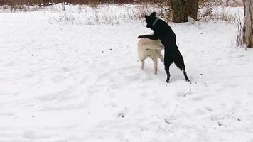 Two labrador dogs playing together in slow motion video