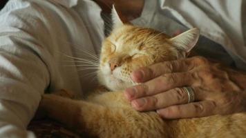 A man gently pets an orange cat while holding it in his arms in slowmo video
