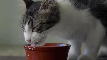 Primer plano de cámara lenta de un gato bebiendo leche de un platillo