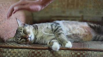 Frotter le cou d'un chat à la main ou jouer sur un canapé