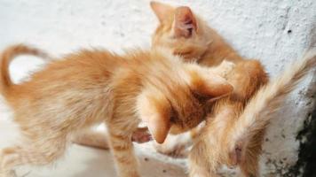 två röda kattungar