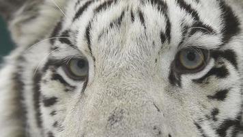 Tiger Face Stock Video Footage for Free Download Tiger Face Stock Video Footage for Free Download