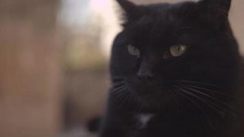 große schwarze süße Katze, die vor der Kamera ruht