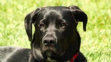 Black Labrador Retriever Dog Close-up video