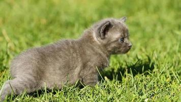 Kitten on the grass