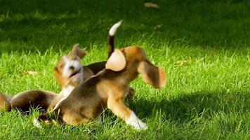 Happy Dog Stock Video Footage for Free Download Happy Dog Stock Video Footage for Free Download