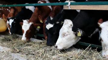 Feeding cows video