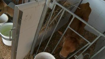 vacas leiteiras video