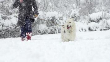 Zeitlupe: Weißer Schweizer Schäferhund läuft durch hohen Schnee