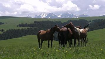 caballos en el pasto pintoresco