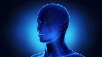 Man brain anatomy in loop video