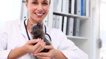 veterinário segurando um gatinho cinza