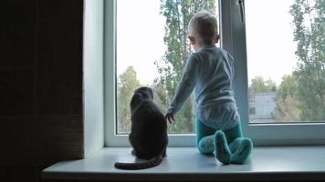 Little boy with black cat sitting near window at home video
