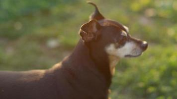 Nahaufnahme: entzückender kleiner älterer Hund im örtlichen Park, der die Umgebung beobachtet