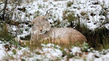 Lynx sleeps in the forest