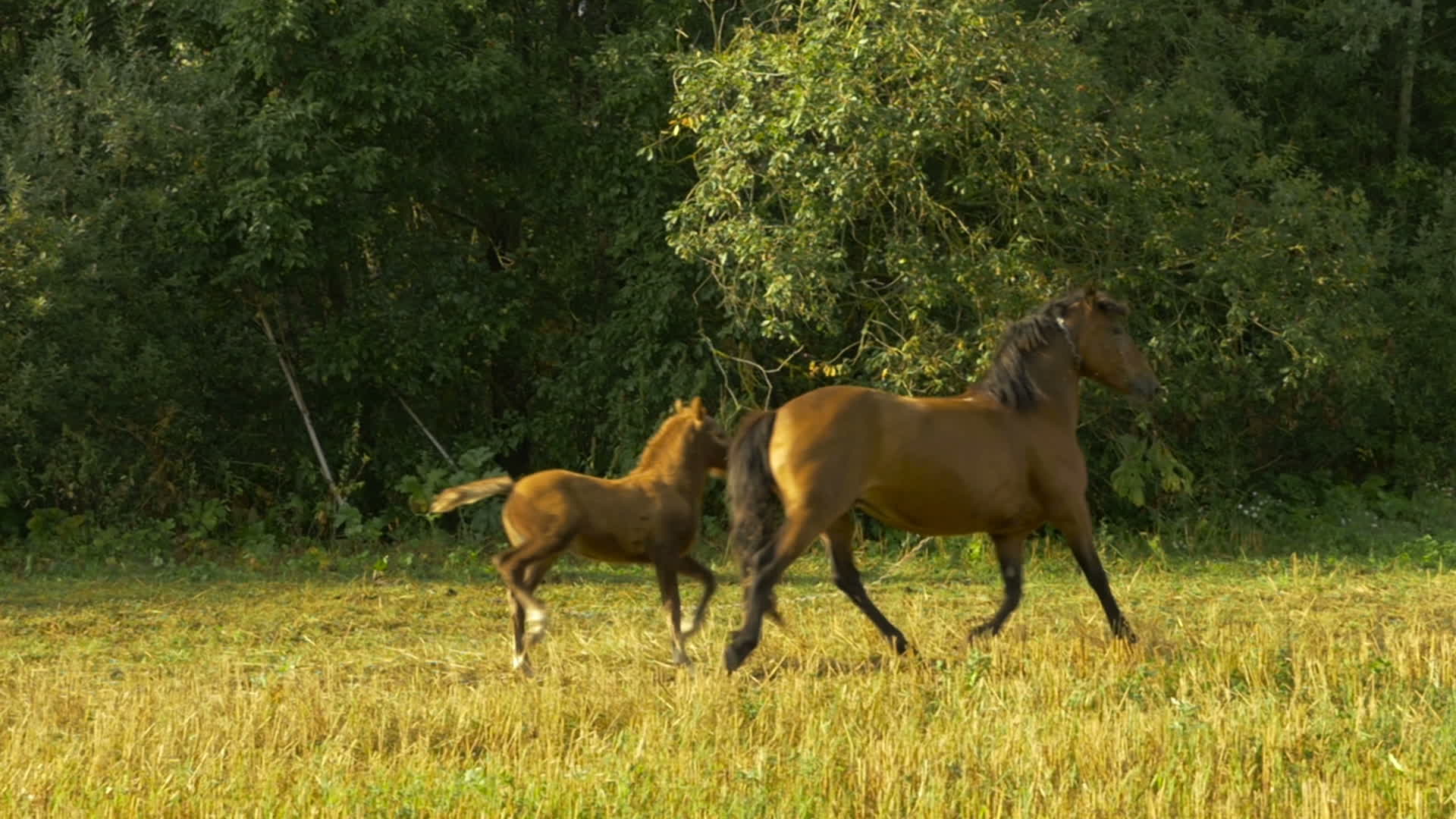 Cavalo pulando sobre um obstáculo, Ultra Câmera lenta, Banco de