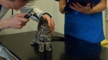 dierenarts onderzoekt kleine kitten in zijn kantoor