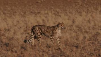 Cheetah running side on to camera in slow motion video