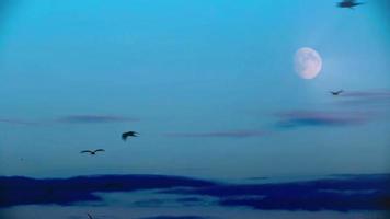 Sterne arctique kria troupeau d'oiseaux grouillant devant la lune rougeoyante croissante d'halloween