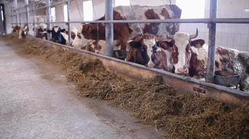 cows in the cow shed eating hay video