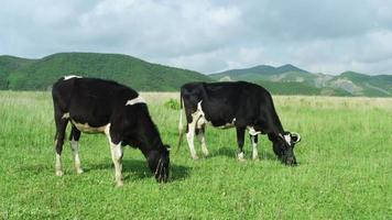 vacas pastando video