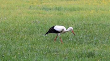 Great stork foraging in a wet meadow