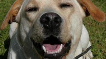 Close up of the face of the labrador retriever dog video