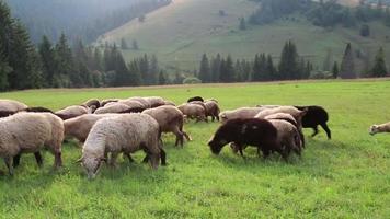 Flock of sheep on grassland