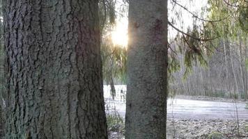 o tronco da bétula na floresta video