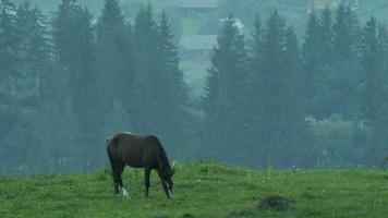 cavallo al pascolo sul prato di montagna video