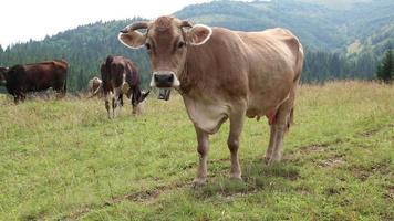 Milking cow on meadow