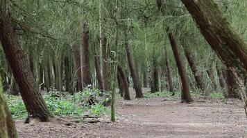 Hermosa escena del bosque - sendero a pie de dueño de perro y mascota en el fondo a través de árboles