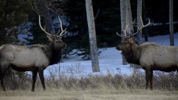 Two Elk Butting Horns