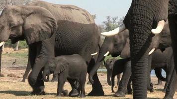 Wet elephant herd after drinking,Okavango Delta, Botswana video