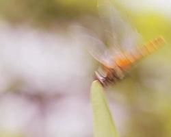 Dragonfly On Leaf video