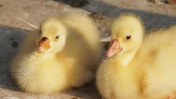 Two Ducklings video