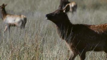 Young elk calf walks with herd through field video