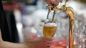 Draft beer pouring video