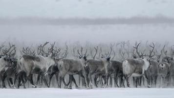 strövande norra caribou