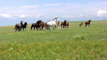 Herd and steppe video