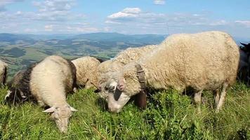 rebanho de ovelhas nas montanhas