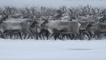 strövande norra caribou