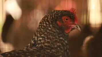 galo em um galinheiro (hd 720p) video