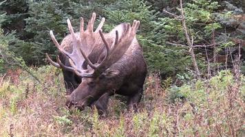 Bull Alaska Yukon Moose in velvet