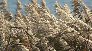 grama prateada japonesa, no lago kawaguchi, yamanashi, japão video