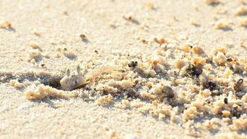 Ghost crabs digging holes. video
