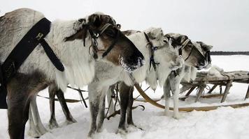 Reindeers on the national holiday on Yamal