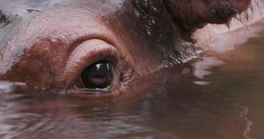 gros plan de l'oeil de l'hippopotame video