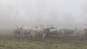 vacas grises húngaras en invierno video